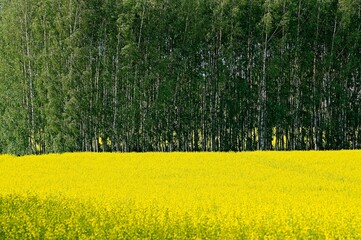 Rapeseed Field in Rural Latvia in Spring