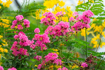 Obraz premium The pink flowers are in full bloom and are surrounded by green leaves