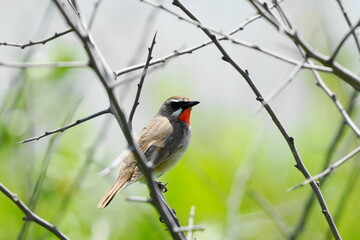 枝に止まるノゴマ
