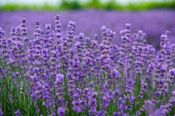 Photo with violet lavender blooming flowers. Beautiful purple flowering plant. 