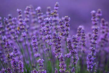 Photo with violet lavender blooming flowers. Beautiful purple flowering plant. 
