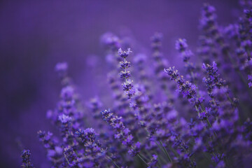 Photo with violet lavender blooming flowers. Beautiful purple flowering plant. 