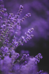 Flowers in the lavender fields in the Provence mountains. Panoramic landscape with blooming lavender. Violet background.