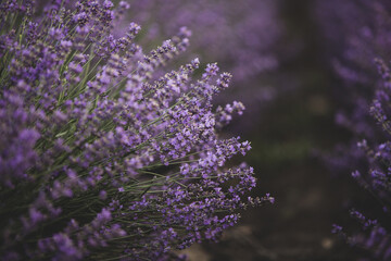 Photo with violet lavender blooming flowers. Beautiful purple flowering plant. 