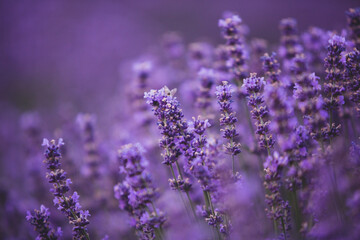 Photo with violet lavender blooming flowers. Beautiful purple flowering plant. 
