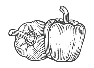 Hand Drawn Bell Pepper, Engraving Style Vector Illustration
