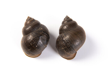 golden apple snail isolated on white background.