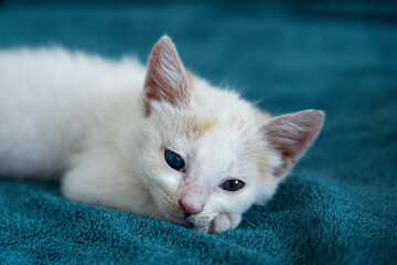 a white cat cat sleeping, resting, relaxing on a blue furry rug.