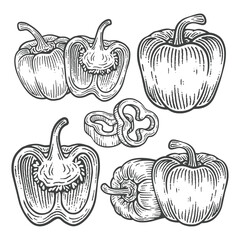 Set of Hand Drawn Bell Pepper, Engraving Style Vector Illustration