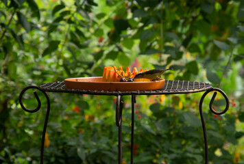 fruits for birds and butterflies in the Bird Park, BRAZIL, PARANA, FOZ DO IGUACU