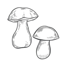 Porcini mushrooms line drawing isolated on white background.
