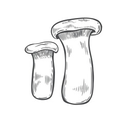 Engraved eringi mushrooms isolated on white background.