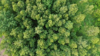 Fototapeta premium forest wilderness shown top down. vibrant green.