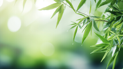 Obraz premium Bamboo leaves. The sun is shining through the leaves. Leaves are green and lush.