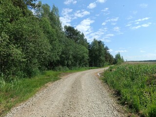 Rekyva forest during sunny summer day. Pine and birch tree woodland. Blueberry bushes are growing in woods. Sunny day with white and gray clouds in sky. Summer season. Nature. Rekyvos miskas.