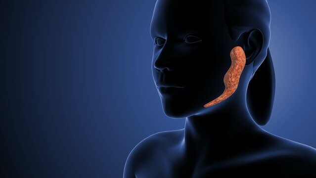 Parotid gland cancer medical animation