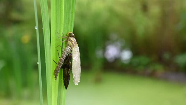 Freshly hatched large blue emperor dragonfly on her exuvia on the iris leaves in a garden pond. Birth of dragonfly process. (Anax imperator) 