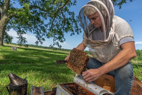 Beekeeper tending a hive in Georgia