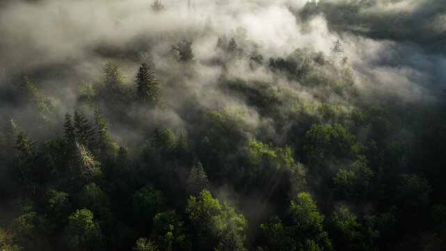 Spring Fog Flossing Through PNW Forests In Washington