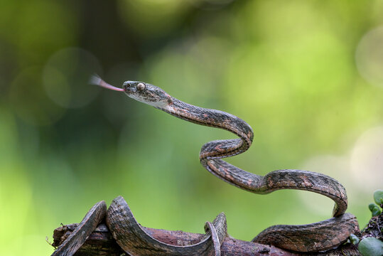 close up of a boiga bengkuluensis cat snake