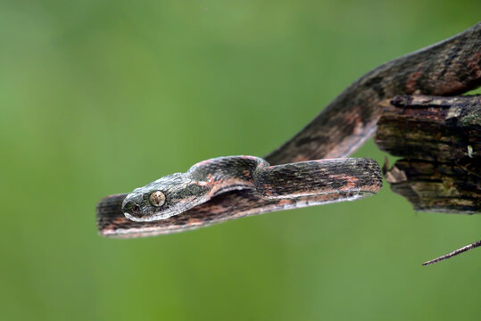 Close up of a boiga bengkuluensis cat snake