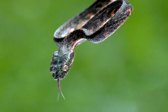 close up of a boiga bengkuluensis cat snake
