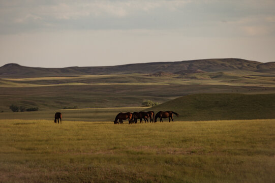 Herd of horses on prairie with rolling hills and iconic look