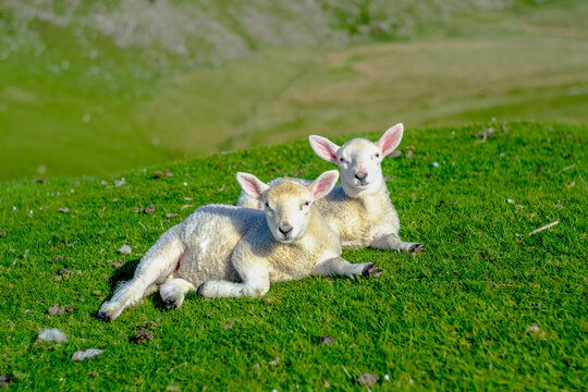 young sheep of the scottish highlands