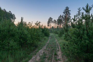 Obraz premium path in the forest