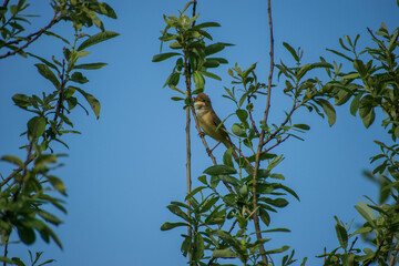 bird on a branch