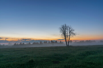 a dry tree in the morning field