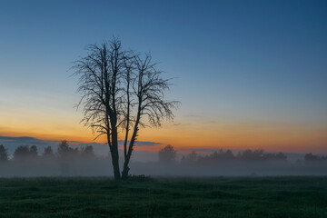 a dry tree in the morning field