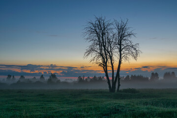 a dry tree in the morning field