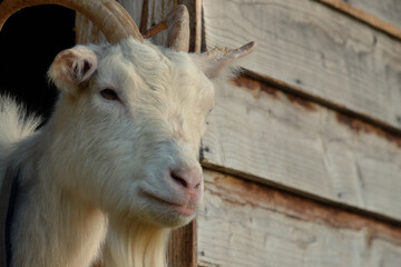 Ch&egrave;vre blanche