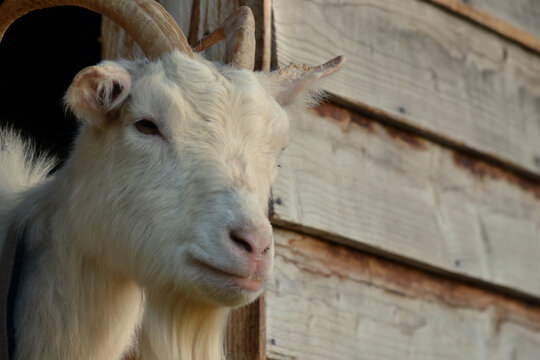 Ch&egrave;vre blanche
