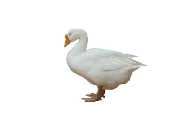 Beautiful American pekin isolated on transparent background png file