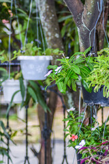 Portrait Of Plants In Hanging Pots