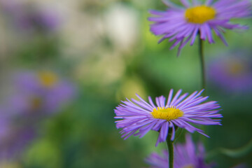 Blue chamomile flowers. Beautiful blue flower on a blurred background. delicate purple chamomile with yellow pollen in the center. Side view, space for text.