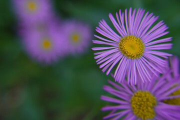 Obraz premium Blue chamomile flowers. Beautiful blue flower on a blurred background. delicate purple chamomile with yellow pollen in the center. Top view, space for text. 