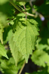 Blue mist spiraea leaf