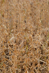 Soybean in the field