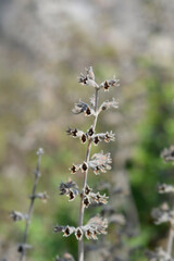 Yellow germander seed pods