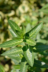 Broad leaved cotton bush leaves
