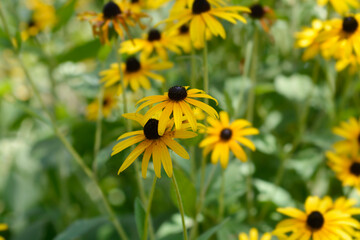 Black-eyed Susan flowers