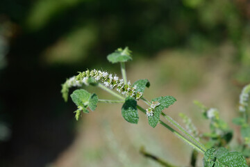 Pineapple mint flower 