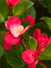 Begonias are common greening plants and flowers in China, and they are also a traditional Chinese medicine.