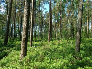 Rekyva forest during sunny summer day. Pine and birch tree woodland. Blueberry bushes are growing in woods. Sunny day with white and gray clouds in sky. Summer season. Nature. Rekyvos miskas.