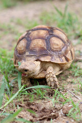 African Sulcata Tortoise Natural Habitat,Close up African spurred tortoise resting in the garden, Slow life ,Africa spurred tortoise sunbathe on ground with his protective shell ,Beautiful Tortoise