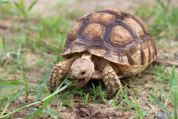African Sulcata Tortoise Natural Habitat,Close up African spurred tortoise resting in the garden, Slow life ,Africa spurred tortoise sunbathe on ground with his protective shell ,Beautiful Tortoise