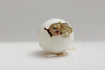 Africa spurred tortoise being born, Tortoise Hatching from Egg, Cute portrait of baby tortoise hatching, Birth of new life,Natural Habitat